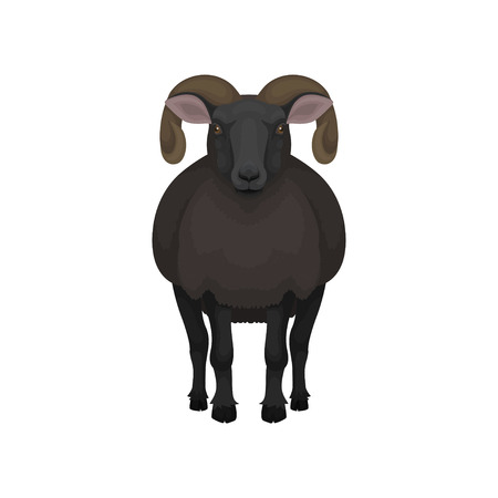 Male sheep standing isolated on white background, front view. Adult ram with black thick coat and big curved horns. Domestic animal. Livestock farming. Fauna theme. Detailed flat vector illustration.のイラスト素材