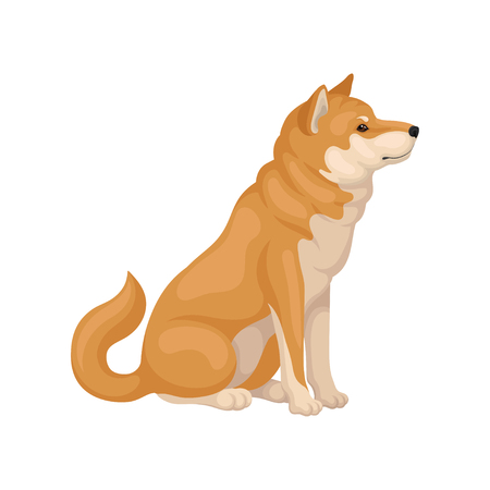 Shiba Inu sitting isolated on white background, side view. Adorable dog with red-beige coat. Home pet. Domestic animal. Graphic element for poster of kennel club. Colorful vector icon in flat style.のイラスト素材