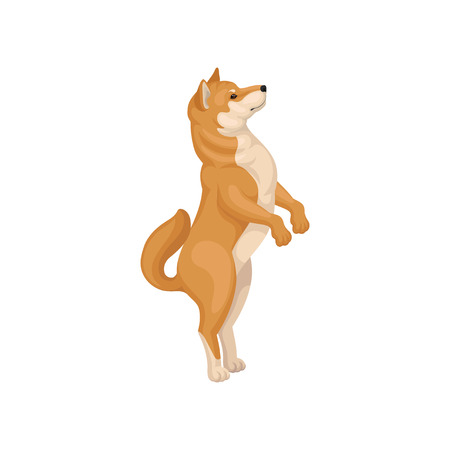 Illustration Of Funny Shiba Inu Standing On Hind Legs Side View