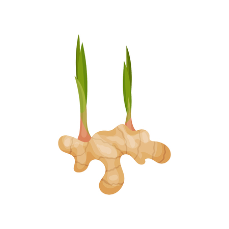 Ginger root with young green sprouts. Organic product. Edible plant. Healthy food. Cooking ingredient. Graphic element for botanical book. Detailed flat vector design isolated on white background.のイラスト素材