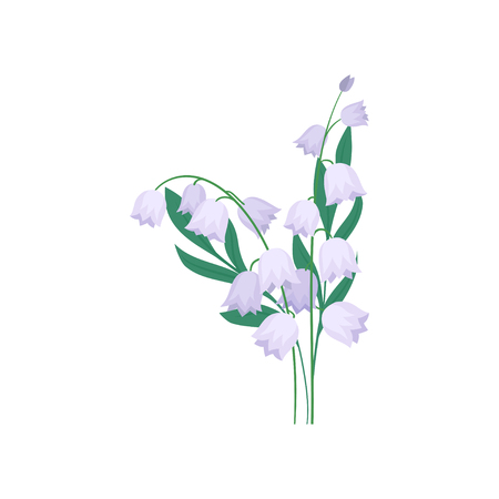 Purple campanula flowers with green leaves. Fresh spring bouquet. Nature and flora theme. Graphic design for botanical book. Detailed vector illustration in flat style isolated on white background.のイラスト素材