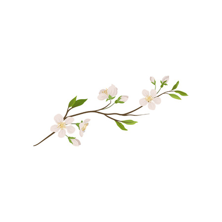 Branch of fruit tree with small flowers. Blooming twig of spring plant. Nature theme. Decorative graphic element for greeting card. Detailed flat vector illustration isolated on white background.のイラスト素材