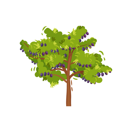 Illustration of big green tree with ripe plums. Sweet summer fruit. Garden plant. Organic farm product. Natural landscape element. Nature theme. Vector icon in flat style isolated on white background.のイラスト素材