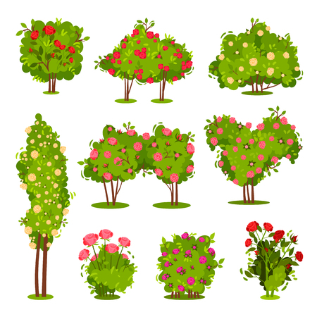 Collection of roses bushes. Flowering garden plants. Green shrubs with beautiful flowers. Landscape elements. Nature and botany theme. Colorful flat vector illustrations isolated on white background.のイラスト素材