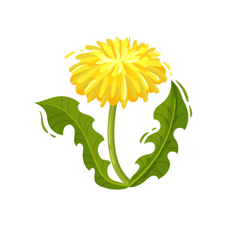 Dandelion with yellow flower and green leaves. Flowering summer plant. Nature and botany theme. Graphic element for postcard or book. Colorful vector icon in flat style isolated on white background.のイラスト素材