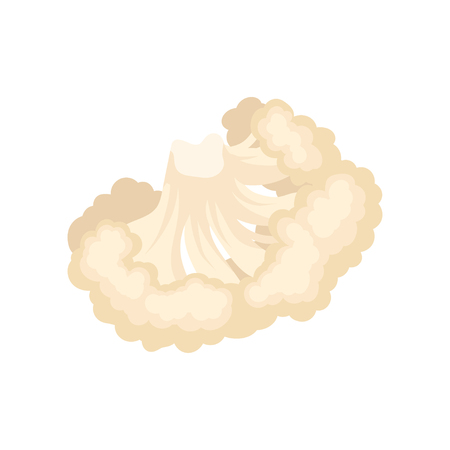 Cauliflower set. Vegetarianism and organic food concept. Fresh vegetable on white background. Vector flat illustration.のイラスト素材
