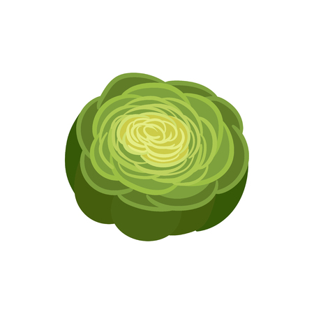 Celery slice on white background. Fresh green vegetable. Vegan concept. Vector flat illustration.のイラスト素材