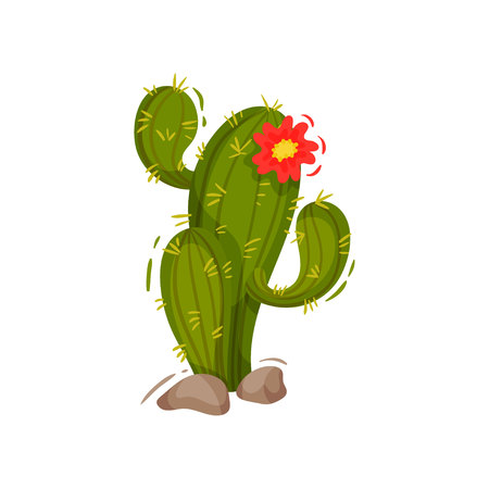 Green cactus on white background. Culture and traditions of Mexico. National holiday concept. Vector flat illustration.のイラスト素材