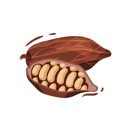 Bertholletia excelsa concept. Traditional mexican food. Culture and traditions of Mexico. Vector flat illustration.のイラスト素材