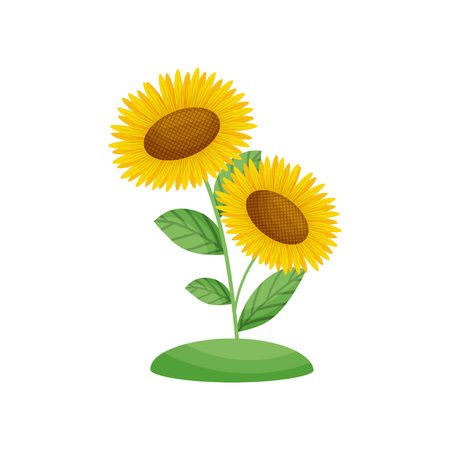 Sunflower flowers grow from the ground. Vector illustration on white backgroundのイラスト素材