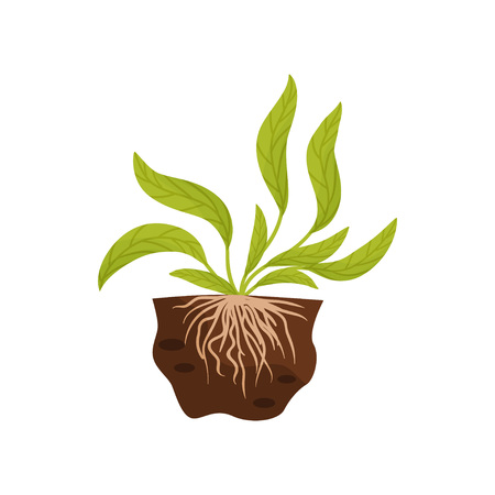 Plant with large leaves and roots in the soil. Vector illustration on white background.のイラスト素材