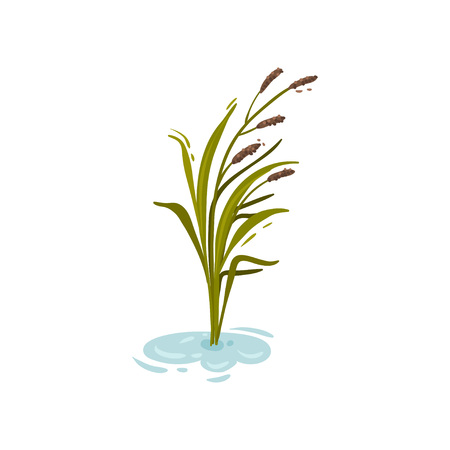 Bush reeds in the water. Vector illustration on white background.のイラスト素材