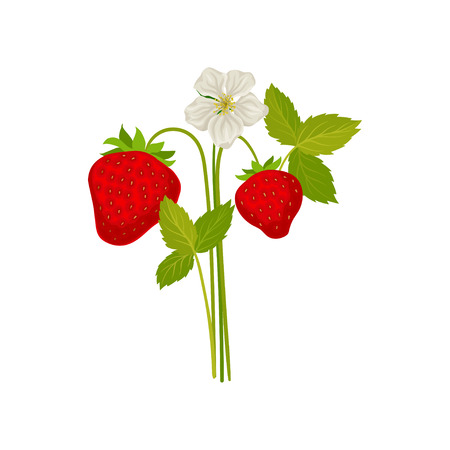 Berries and strawberry flower on the stem. Vector illustration on white background.のイラスト素材