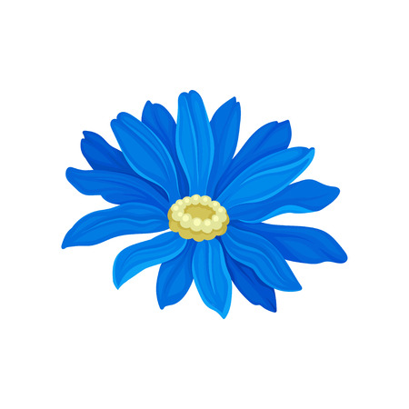 Lush Daisy with blue leaves. Vector illustration on white background.のイラスト素材