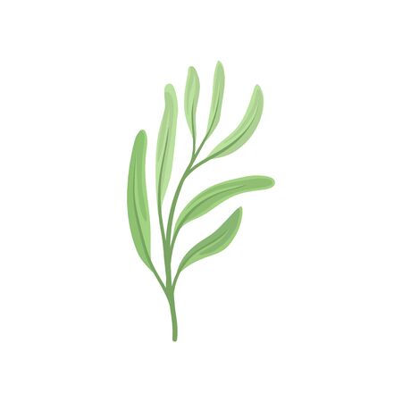 Long leaves on the stem. Vector illustration on white background.のイラスト素材