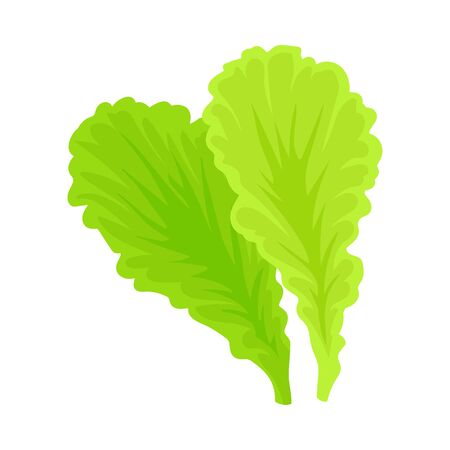 Leaves of lettuce. Vector illustration on a white background.のイラスト素材