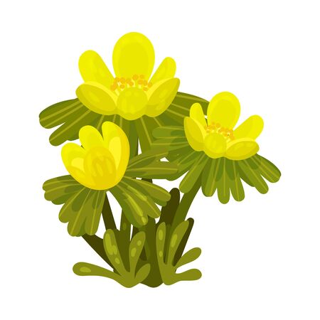 Yellow spring flowers with large green leaves. Vector illustration on a white background.のイラスト素材