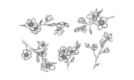 Bloomy Charry Twigs Hand Drawn Detailed Vector Set. Ink Art Drawing Floral Collectionのイラスト素材