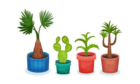 Set of exotic plants in flower pots. Vector illustration on a white background.のイラスト素材