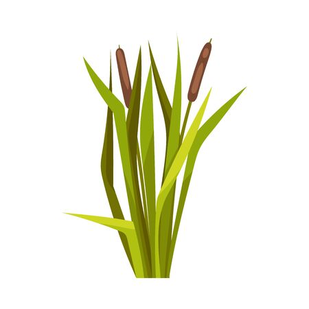 Bunch of reeds. Vector illustration on a white background.のイラスト素材