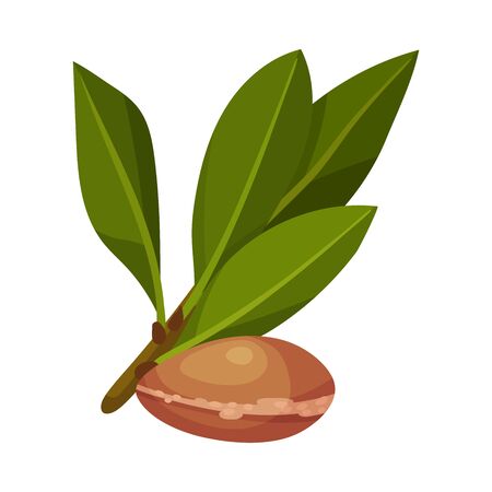 Jojoba Branch and Fruit Vector Illustration. Alternative Medicine Concept. Green Medical Plantのイラスト素材