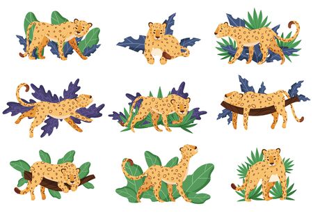 Spotted Leopard and Tropical Greenery Vector Illustrations Setのイラスト素材