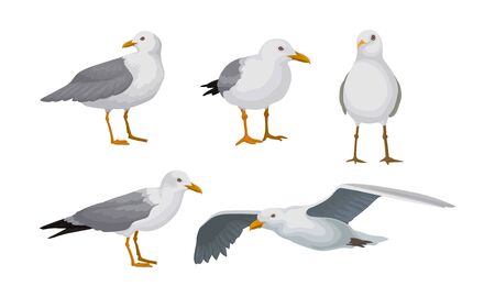 Grey Seagulls Stand In Different Poses And Fly Vector Illustraion Setのイラスト素材