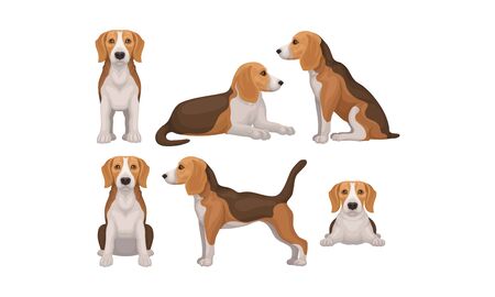 Detailed Beagle Dog in Different Poses Vector Setのイラスト素材