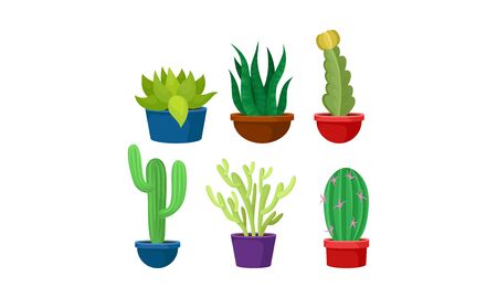Colorful Cactuses Growing in a Pot Vector Setのイラスト素材