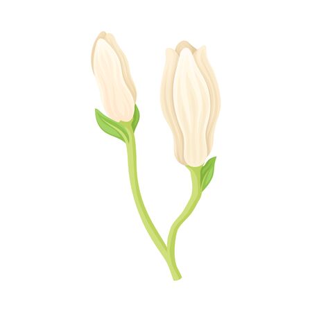 Unbudded and Half Bloomed Magnolia Flower with Green Stalk Vector Itemのイラスト素材