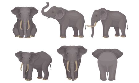 Realistic Detailed African Huge Mammals Vector Setのイラスト素材