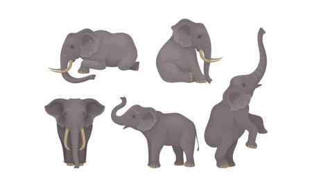 Realistic Detailed African Huge Mammals Vector Setのイラスト素材