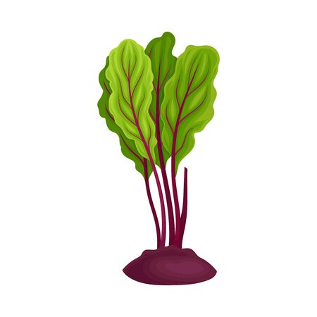 Whole Beet-Root With Beet Tops Peeped Out From the Ground Vector Illustration. Healthy and Vitamined Vegetable Conceptのイラスト素材