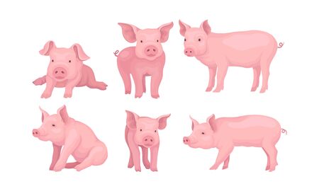 Farm Pig In Different Poses Vector Set. Domestic Animal Growing Conceptのイラスト素材