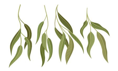 Willow Eucalyptus Branches with Leaves Vector Set. Botanical Design Elements. Realistic Evergreen Tree Twigsのイラスト素材