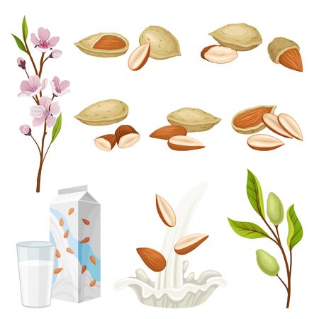 Almonds Plant and Nuts in Shell Vector Set. Healthy Vegetarian Organic Beverage and Nutrition Conceptのイラスト素材