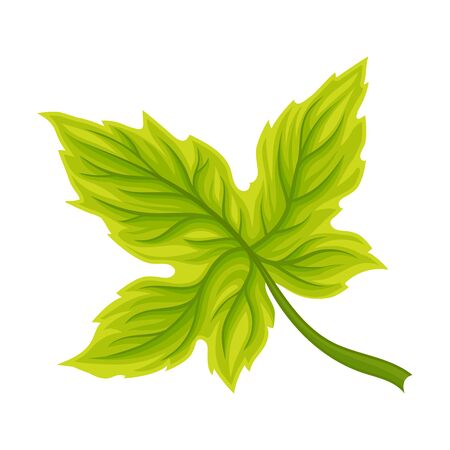 Seasonal Leaf with Fibres Isolated on White Background Vector Element. Detailed Environmental Item for Decoration Conceptのイラスト素材