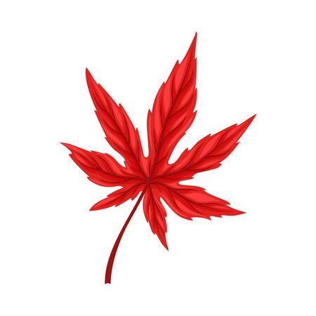 Bright Leaf Isolated on White Background Vector Element. Colorful Botanical Item for Decorationのイラスト素材