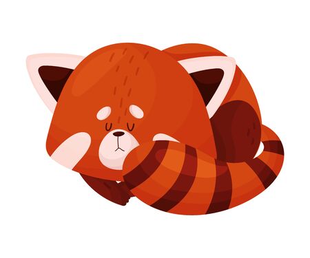Cute Cartoon Red Panda Sleeping Curling Up in Ball Vector Illustrationのイラスト素材