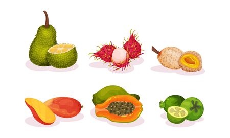Ripe Tropical Exotic Fruits Whole and Half Cut Vector Setのイラスト素材