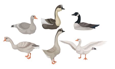 Greylag Geese Standing with Stretched Wings and Sitting on the Ground Vector Illustrationsのイラスト素材