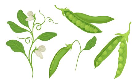 Green Peas in Pods Isolated on White Background Vector Setのイラスト素材