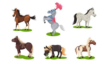 Different Horse Breeds Standing on the Ground Vector Set. Domestic Animals on Pastureのイラスト素材
