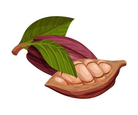 Cocoa Pod Cut into Halves with Many Beans Inside Vector Illustration. Organic Ingredient for Drink and Chocolate Manufacturing Conceptのイラスト素材