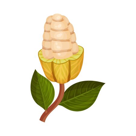 Green Shelled Cocoa Pod with Beans Inside Realistic Vector Illustration. Exotic Organic Nutrition Containing Theobromine Conceptのイラスト素材