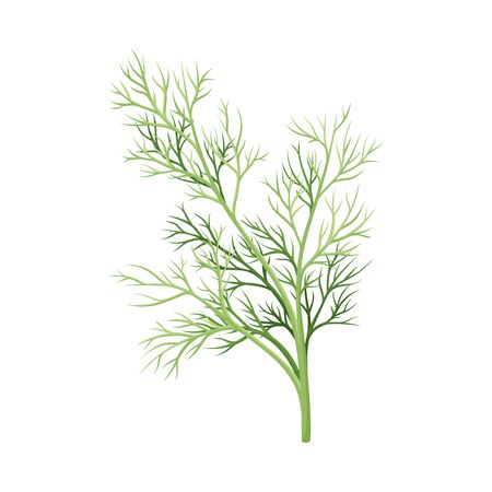 Dill Twig as Kitchen Herb for Cooking Vector Elementのイラスト素材
