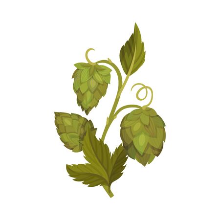 Fresh Hop Plant with Cones and Green Leaves Isolated on White Background Vector Illustrationのイラスト素材