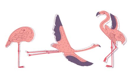 Exotic Pink Flamingos in Standing Pose and with Spread Wings Vector Setのイラスト素材
