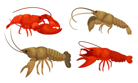 Lobsters with Thick Shell and Strong Chelate Limbs Vector Setのイラスト素材