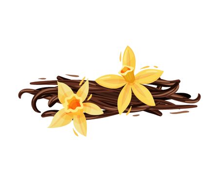 Vanilla Flower and Dried Sticks Isolated on White Background Vector Compositionのイラスト素材